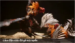 Cách đặt cược đá gà trực tuyến